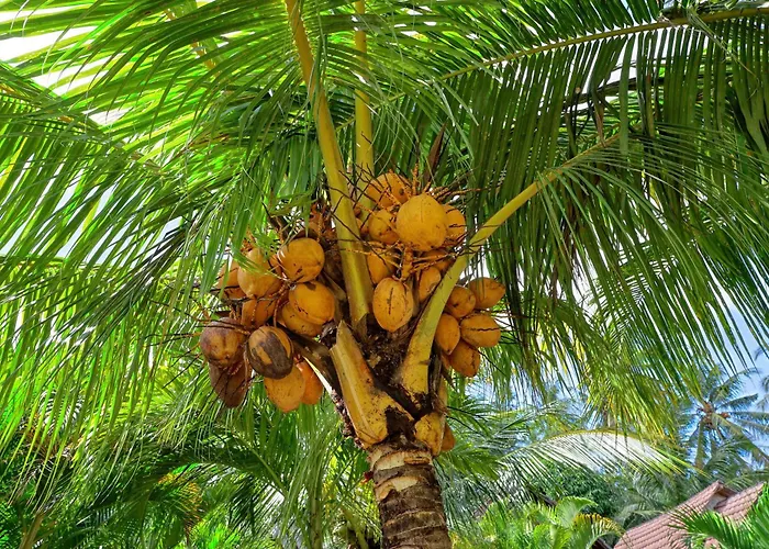 Kubu Artha Nusa Penida ホリデーパーク Ped